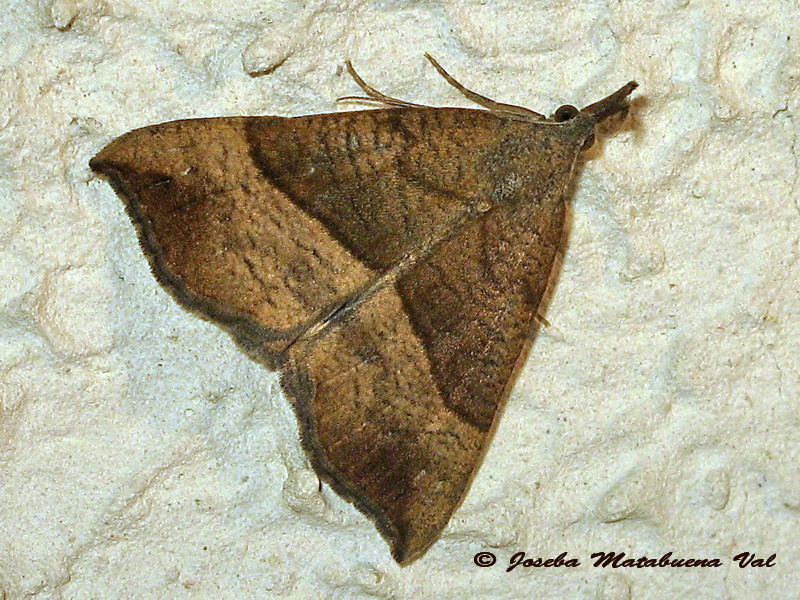 Hypena (Hypena) proboscidalis - Erebidae